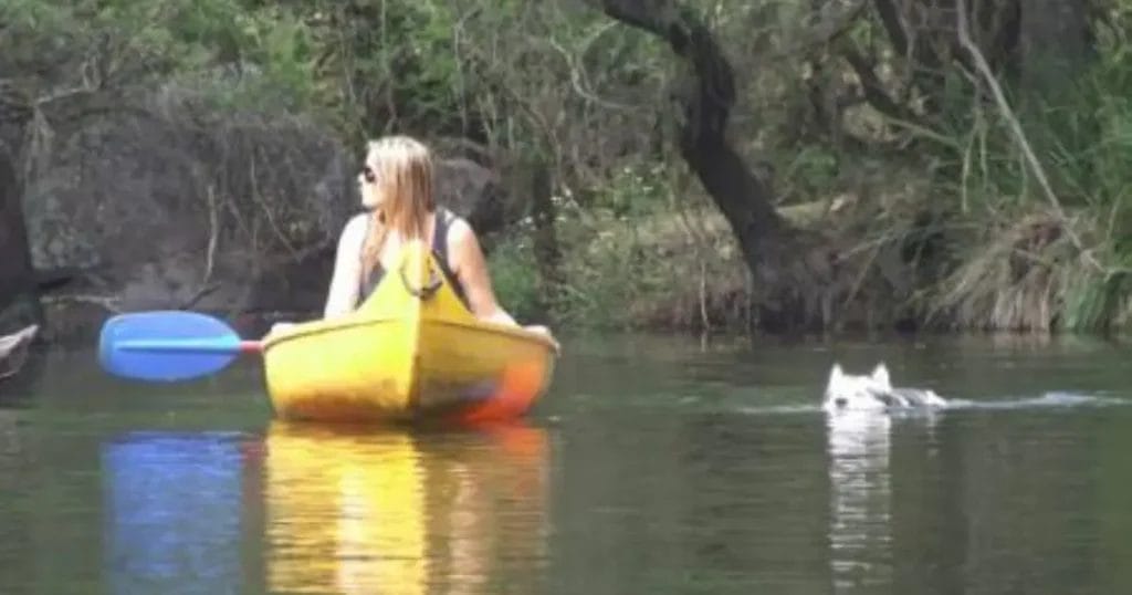 Dog Friendly Camping Brisbane 17 - Yarramalong Camping