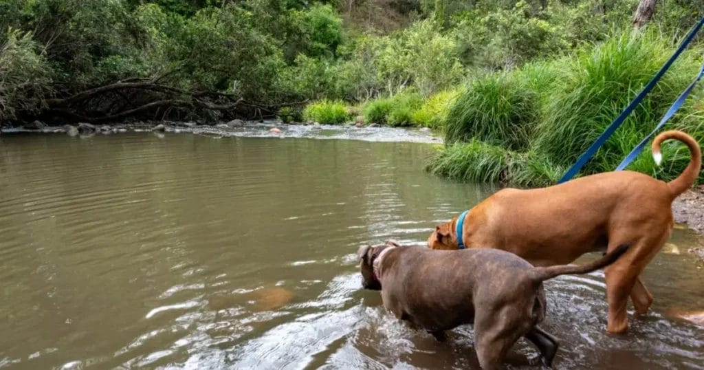 Dog Friendly Camping Brisbane 7 - Bigriggen Camping Caravan Park
