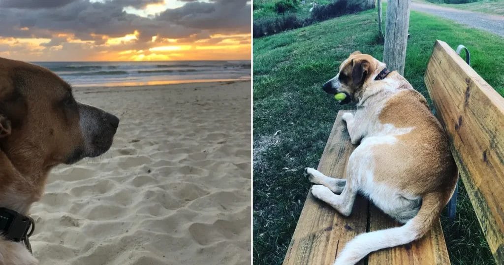 Dog Friendly Camping Brisbane 8 - Kenilworth Bluff Creek Campgrounds