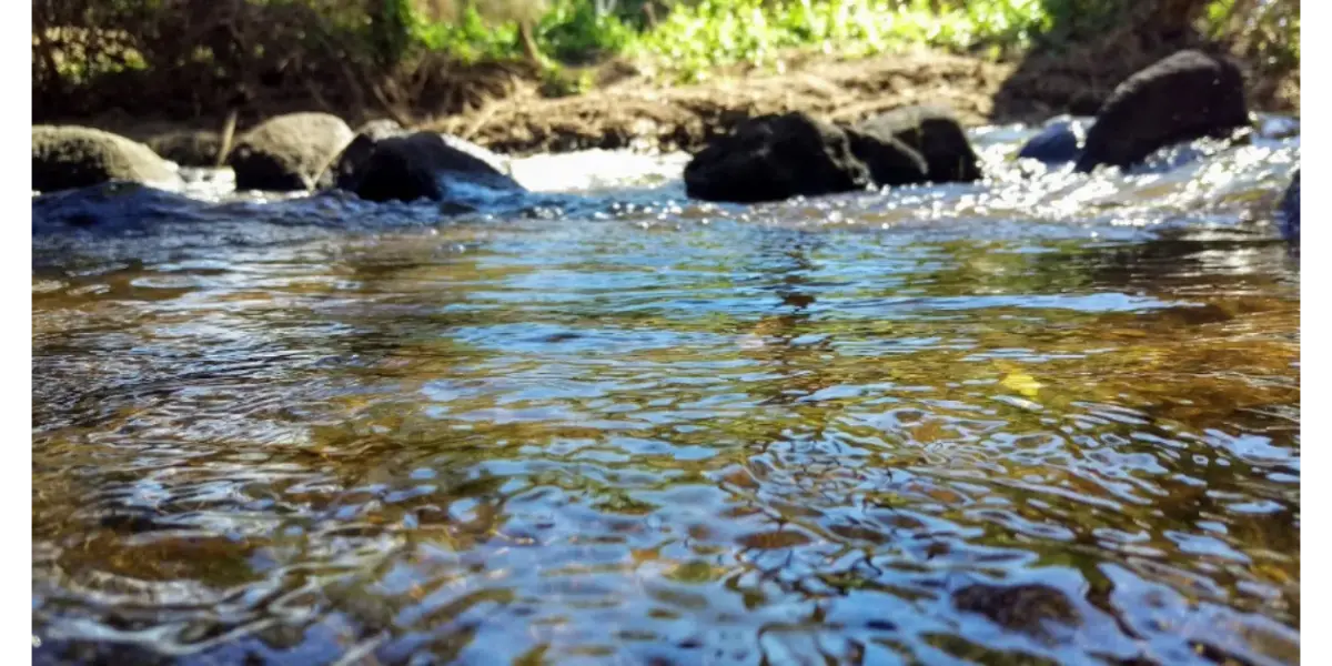 Fletcher Creek Campground - Free Camping Near Me: 25 Free Campsites in Queensland