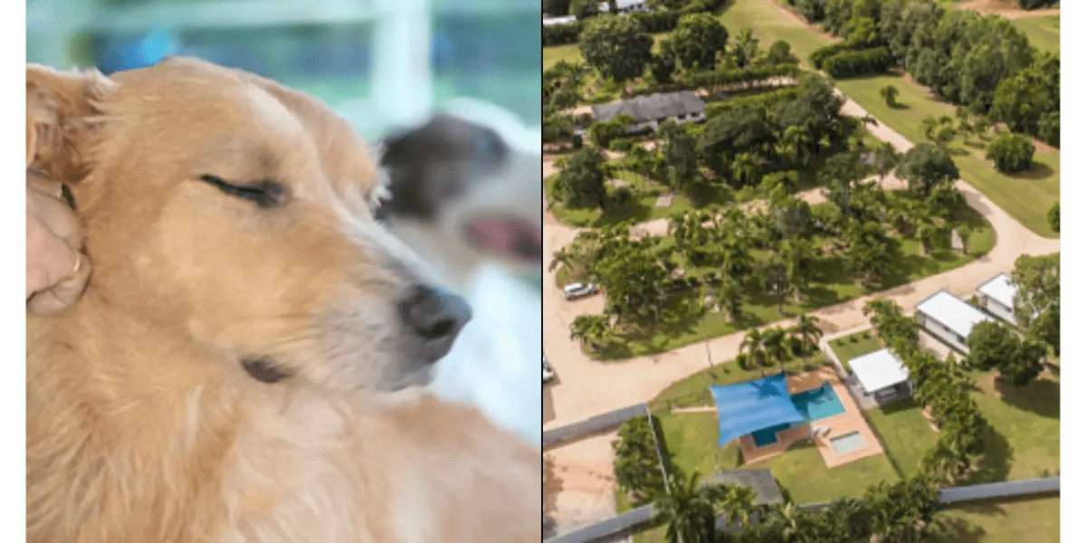 Crystal Creek Caravan Park - The 10 Best Options for Dog-Friendly Camping in Townsville